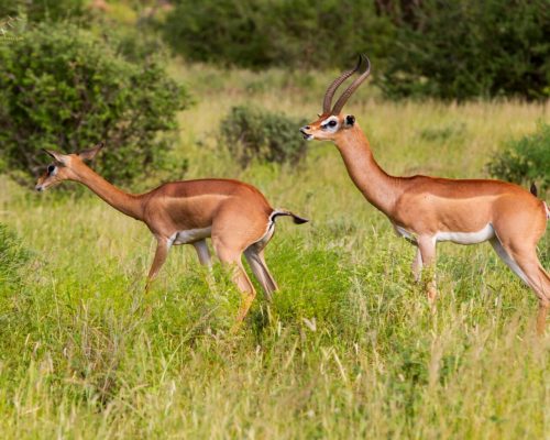 gerenuk-male-female