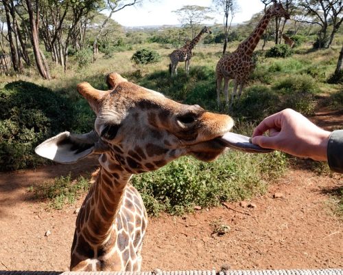 giraffe-centre