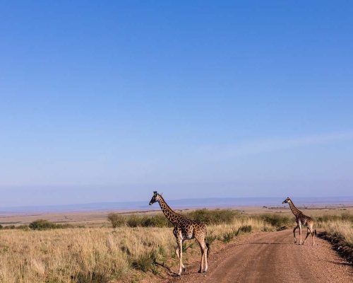 giraffe-kenya-masai-mara