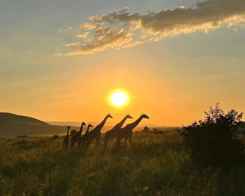 giraffe-kenya-safari-sunset