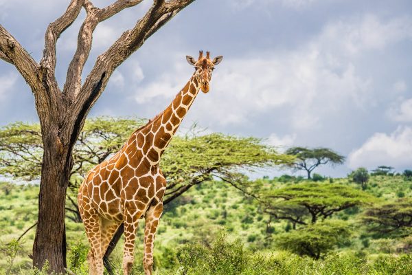 giraffe-kenya-tour-lavira
