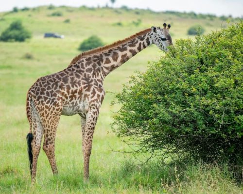 giraffe-tour-kenya