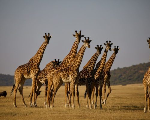 giraffes-tanzania-safari-serengeti
