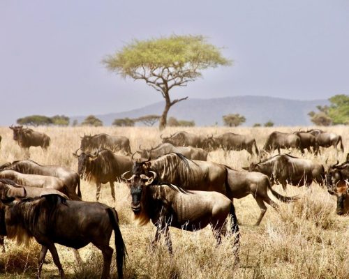 gnus-mara-keny