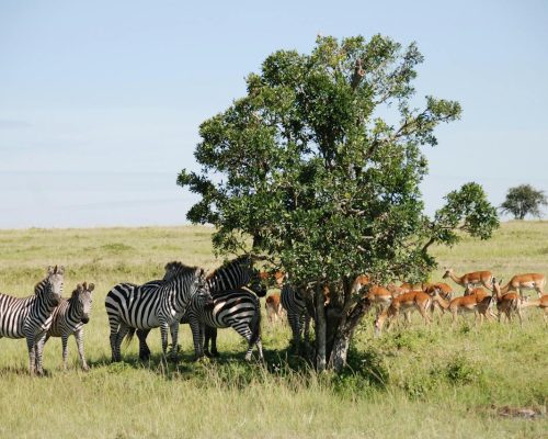 kenya-safari-zebra-antelope