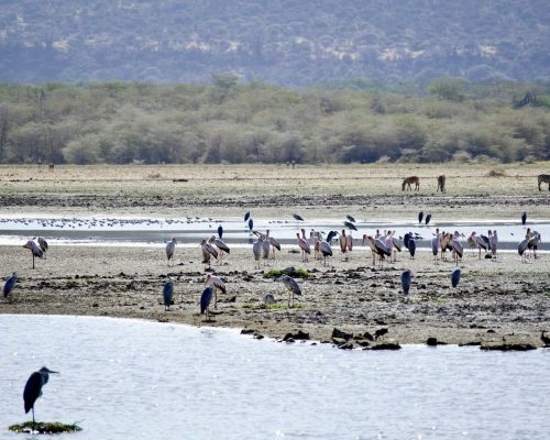 lake-manyara-tanzania-birds