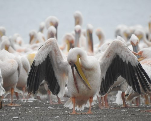 lake-nakuru-birds-holaa-safari