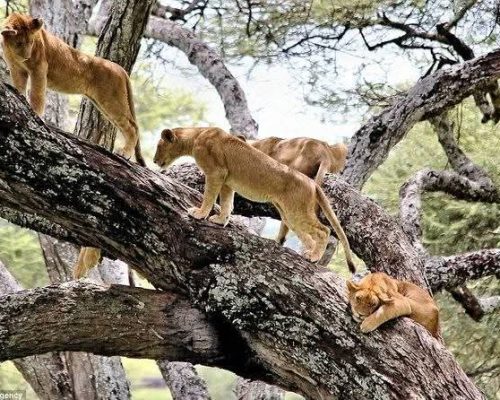 lake-nakuru-tree-climbing-lions