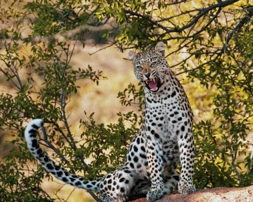leopard-kenya-safari