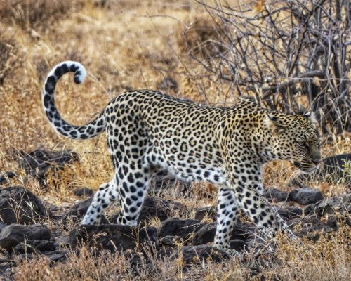 leopard-safari-kenya