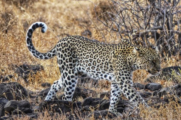 leopard-safari-kenya leopard-safari-kenya