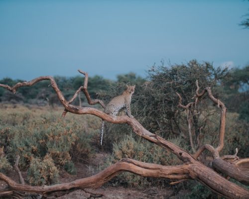 leopard-samburu-safari-tours