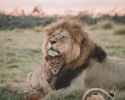 lion-cub-kenya-safari