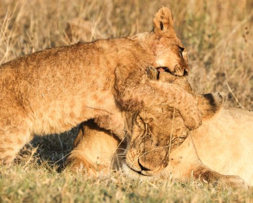 lion-cub-playing-kenya-wildlife