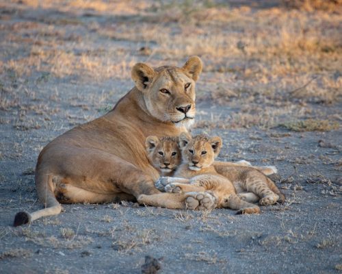 lion-cubs-kenya-tour