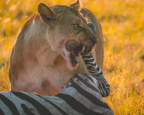lion-hunt-kenya-safari-holaa