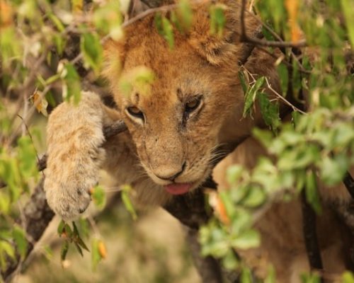 lion-kenya-tour-safari