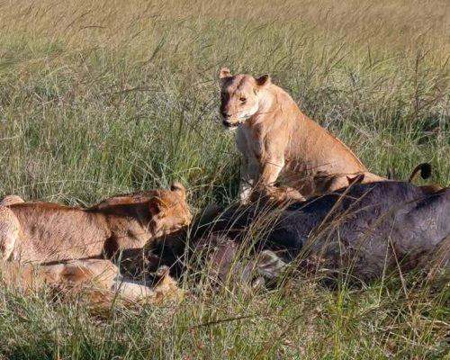 lion-kill-masai-mara-safari