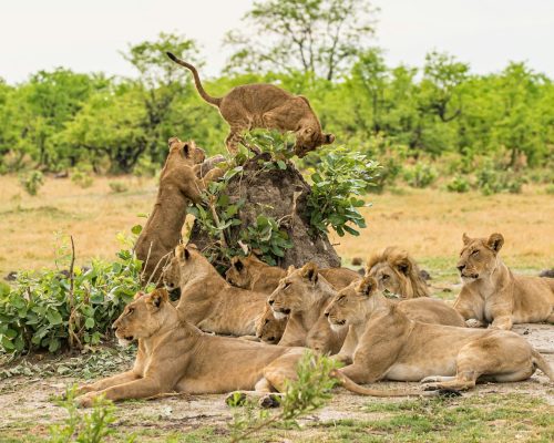 lion-pride-african-safari-kenya