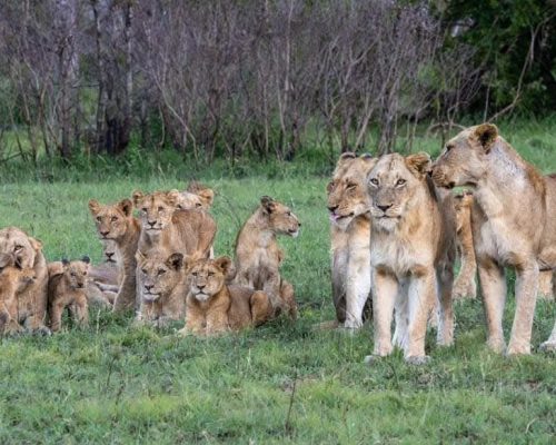 lion-pride-kenya-tour
