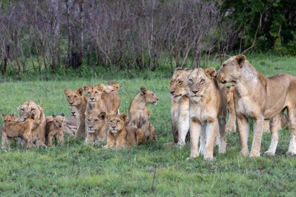 lion-pride-kenya-tour