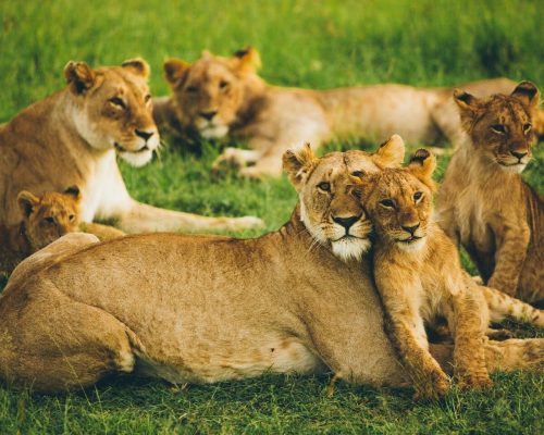 lion-pride-masai-mara
