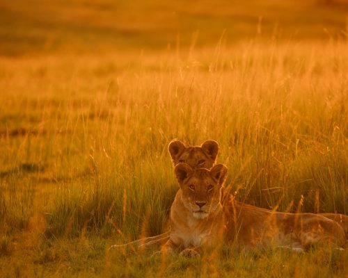 lioness-kenya-safari