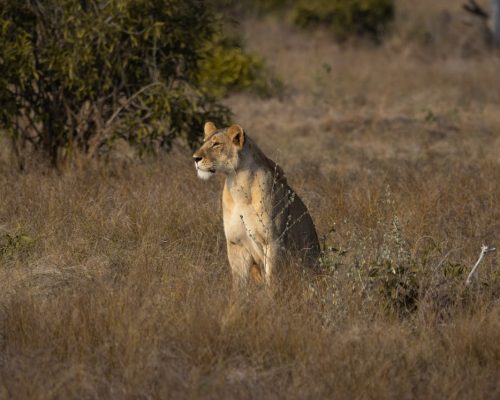 lioness-kenya-tsavo-safari