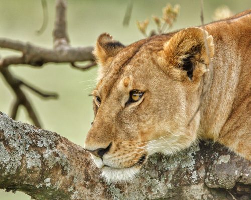 lioness-resting-kenya-safari