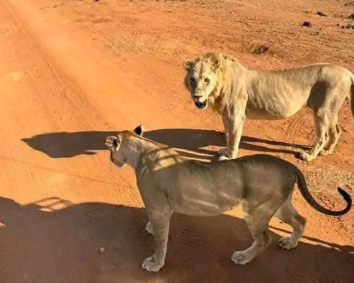 lions-kenya-safari