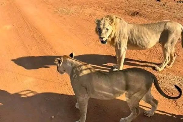 lions-kenya-safari