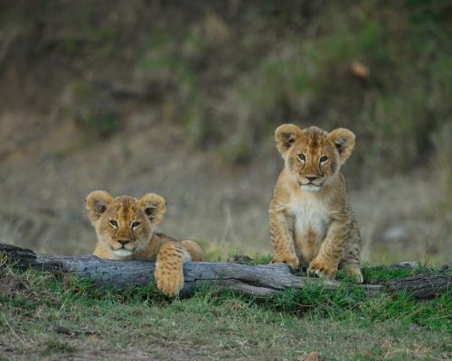 lions-masai-mara