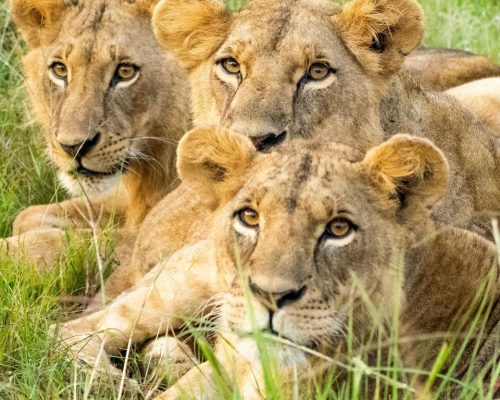 lions-nairobi-national-park