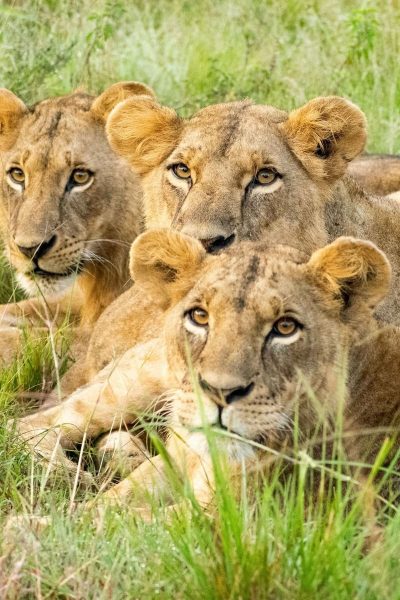 lions-nairobi-national-park