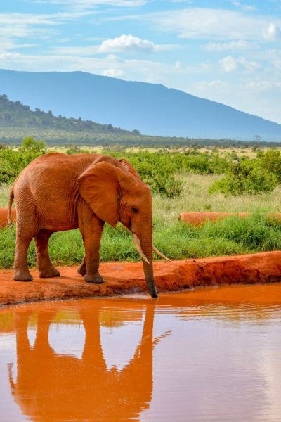 magical-tsavo-east-elephant-water-hole