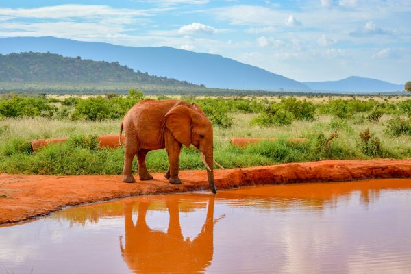 magical-tsavo-east-elephant-water-hole magical-tsavo-east-elephant-water-hole