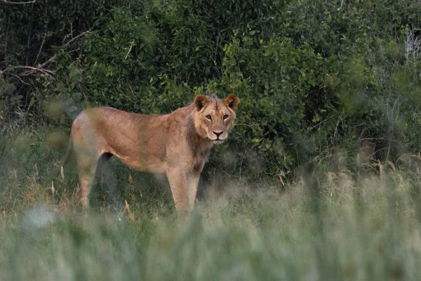 maneless-lions-tsavo-east