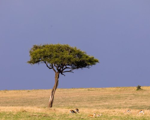masai-mara-savanna-tree