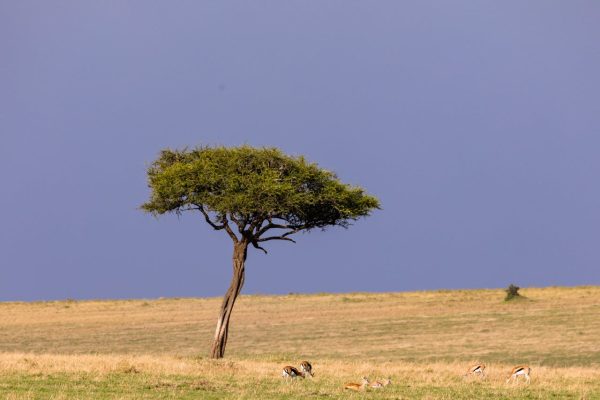 masai-mara-savanna-tree