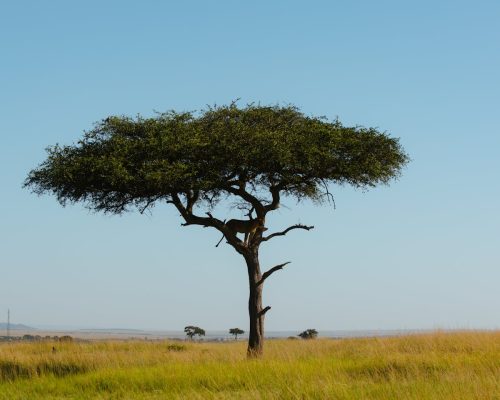 masai-mara-wilderness
