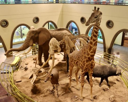 nairobi-museum