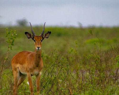 nairobi-national-park-gazelle