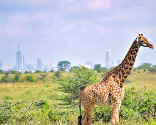 nairobi-national-park-giraffe-skyscrapper