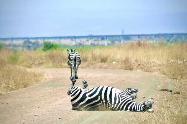 nnp-zebra-playing-min