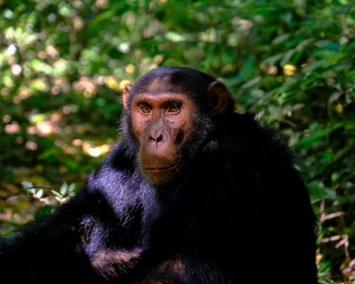 olpejeta-chimpanzee