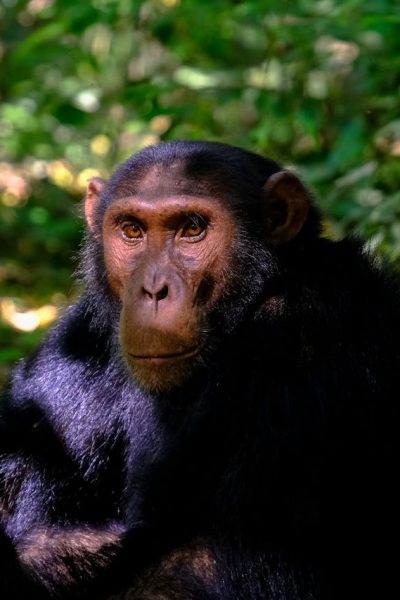 olpejeta-chimpanzee