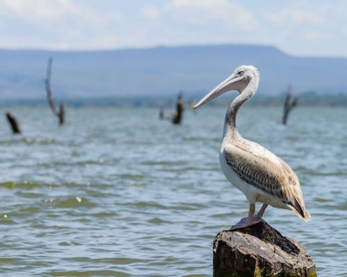 pelican-lake-naivasha-kenya-adventure