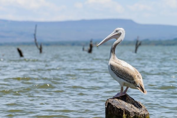 pelican-lake-naivasha-kenya-adventure