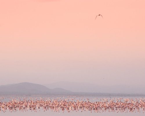 pink_flamingos