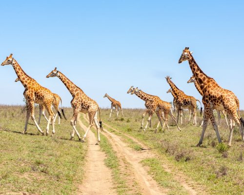 giraffes-herd-savannah-min